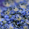 ＢＬＵＥ