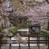 桜の水路②