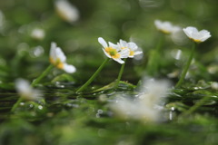 居醒の清水に咲く花③