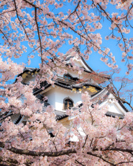桜を纏いし彦根城
