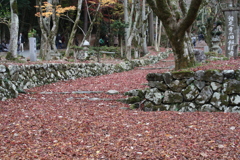 鶏足寺　紅葉