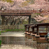 桜の水路