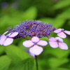 紫陽花の季節～花びら