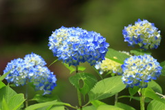 Pale blue hydrangea between rainy season