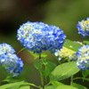 Pale blue hydrangea between rainy season