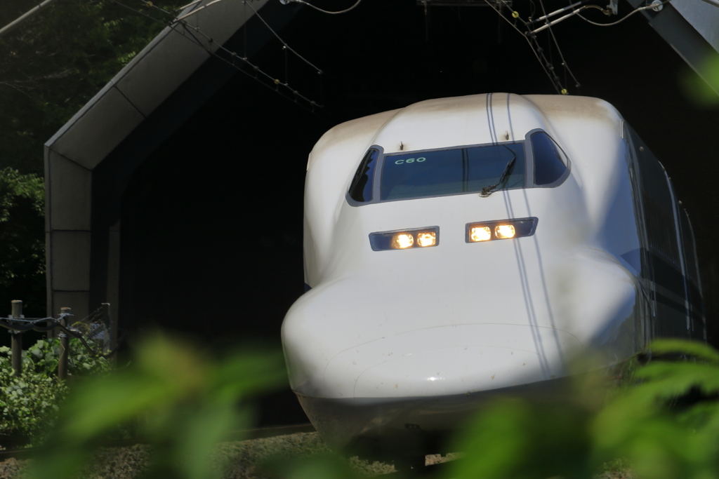 カモノハシ東京行