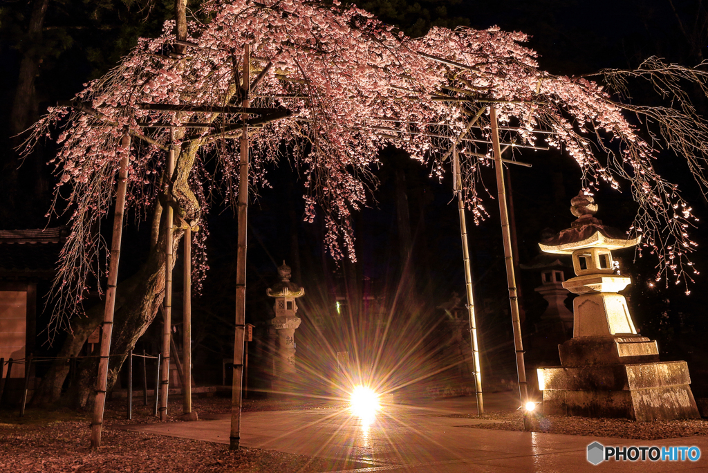 桜のシャワーを浴びに