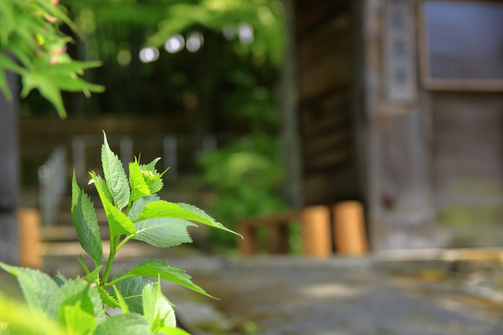 高源寺③～ちょっと待ってね