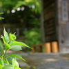 高源寺③～ちょっと待ってね