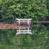 弁天池の沈み鳥居②