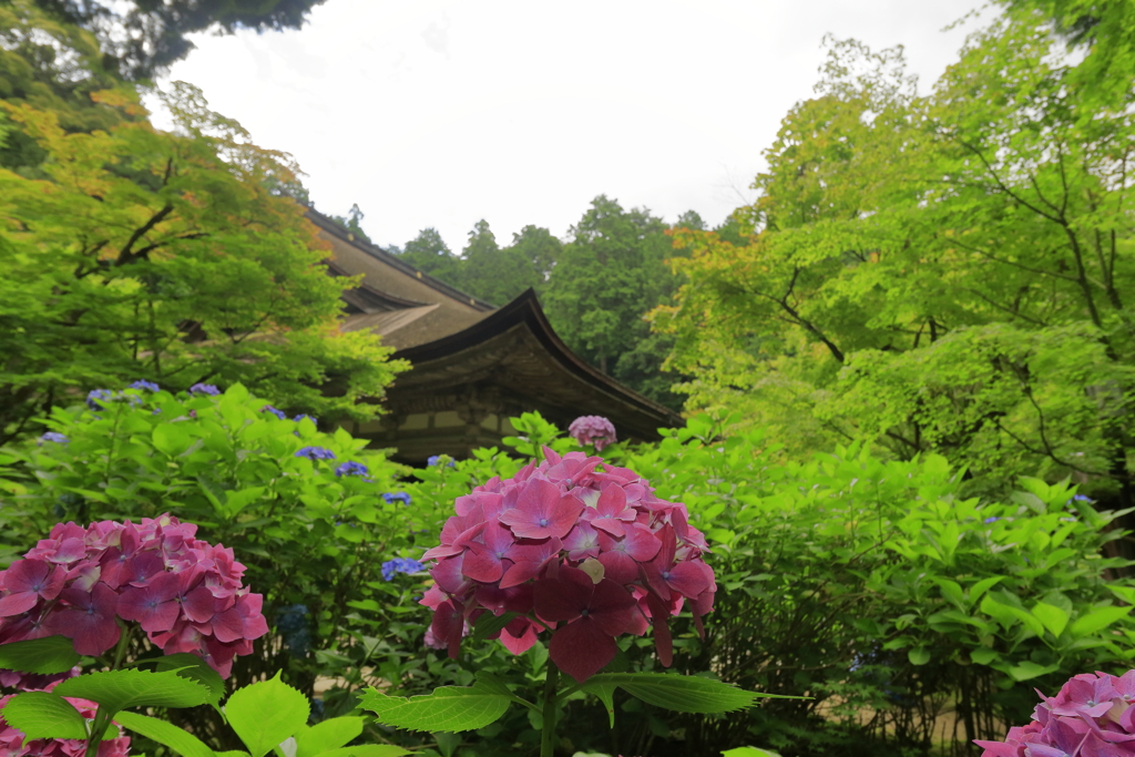 梅雨の山寺にて