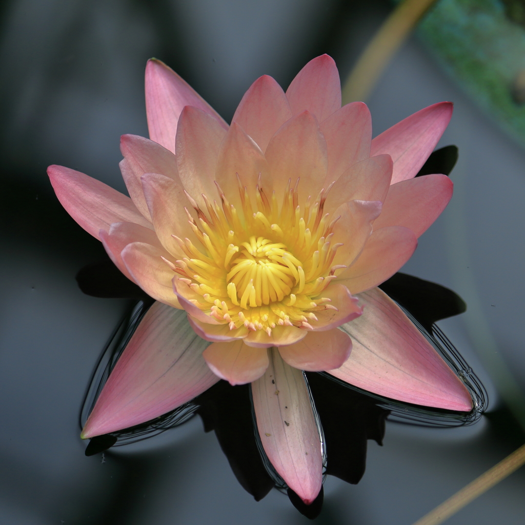 小人の花船