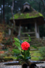 雨の中の千年椿