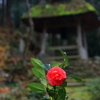 雨の中の千年椿