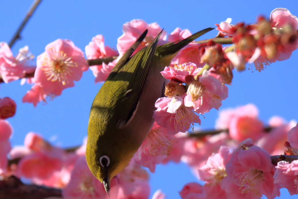 こっちの蜜は甘いぞ？