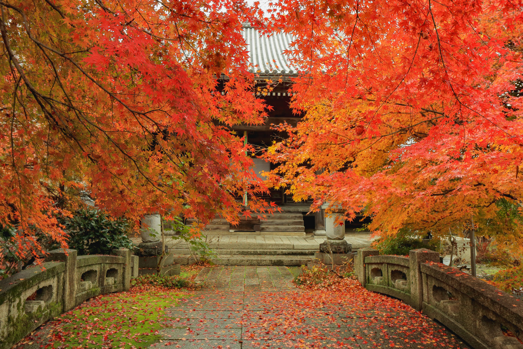 紅葉の芙蓉の寺①