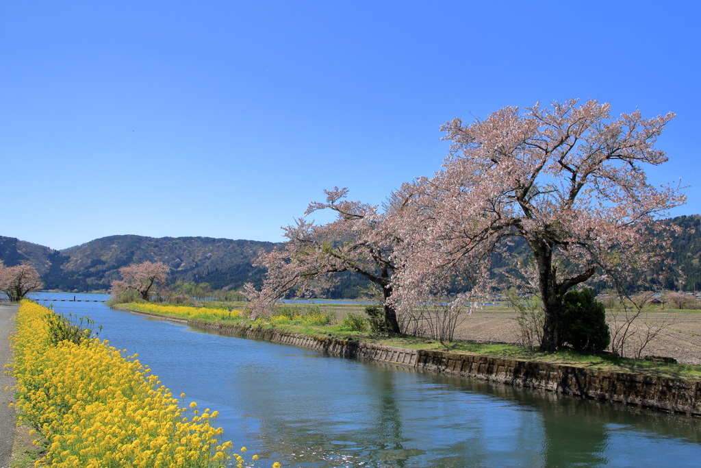 春の余呉