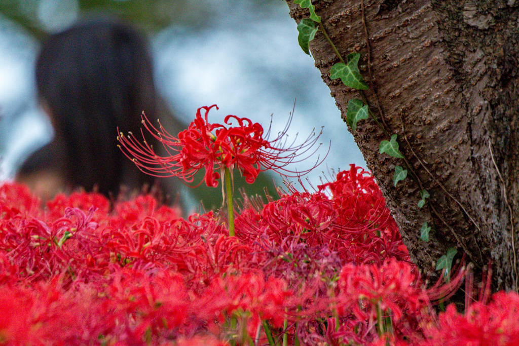 桜の木の下で～秋