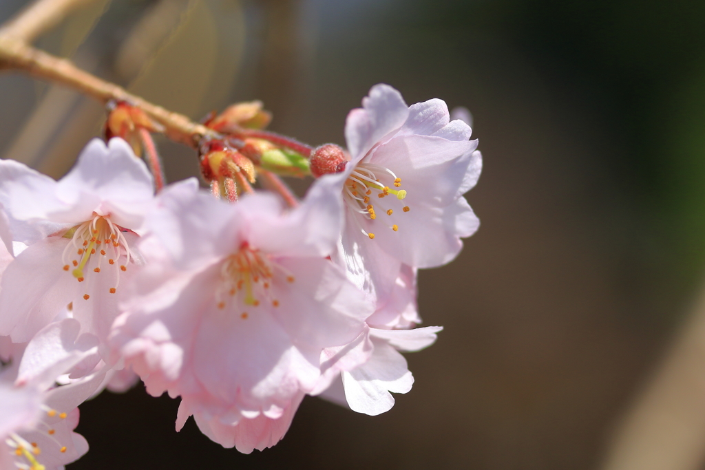 祝！開花