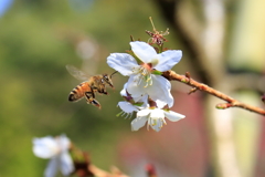 不断桜とミツバチ