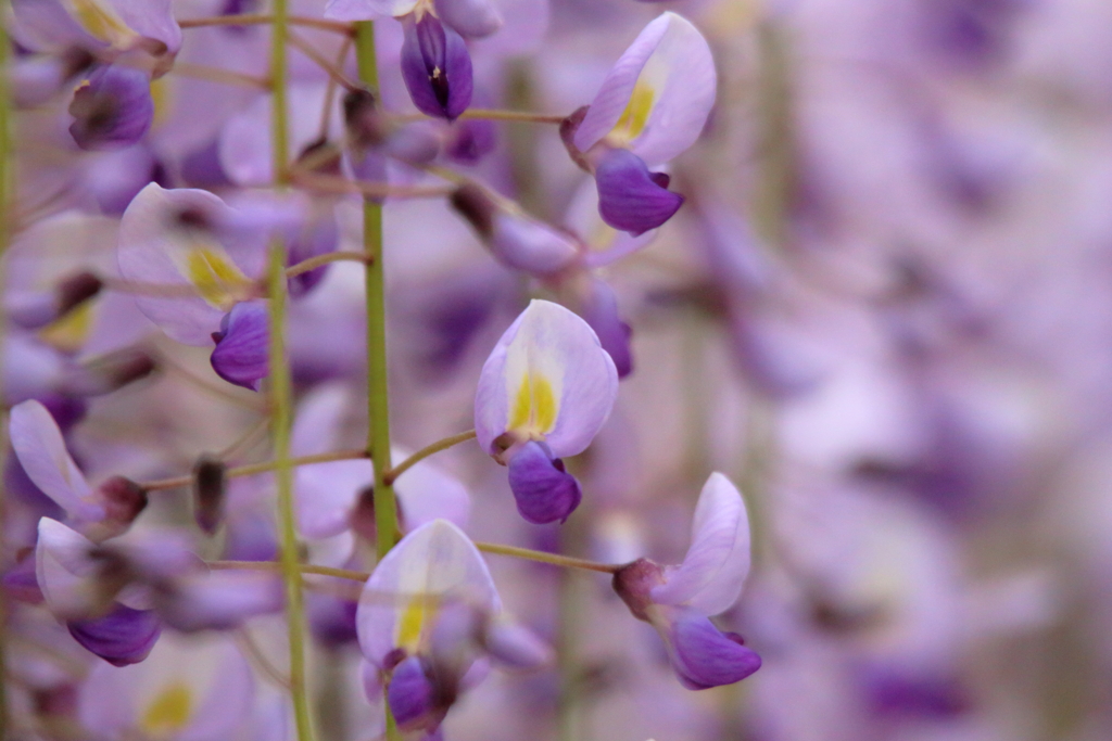 藤の花