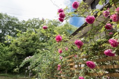 薔薇 ピンク