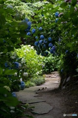 紫陽花 その4 〜紫陽花ロード〜