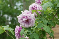 薔薇 紫？
