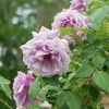 薔薇 紫？