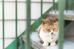 奈良 宝山寺の猫