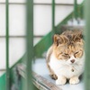 奈良 宝山寺の猫