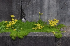 万年草