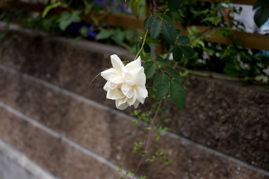 薔薇 白