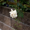 薔薇 白