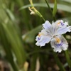 花言葉は友達が多い