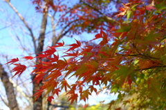 南禅寺に向かう途中4