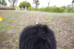 花びら１枚