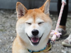 仲良し犬と