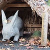 明月院にて③
