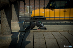 鳩ぽっぽ