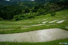 棚田