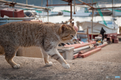 漁港の猫