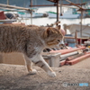 漁港の猫