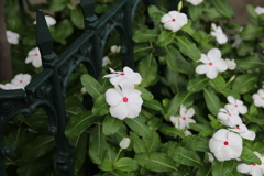 通学路で、きれいだなって。