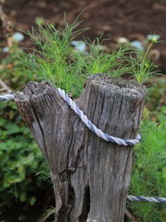 突き当りの畑前