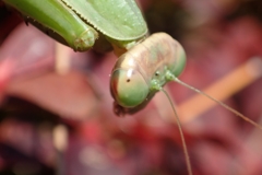 カマキリ