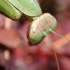 カマキリ