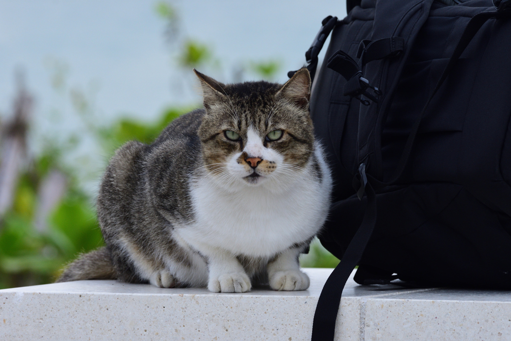 餌よこさないと、このカメラバッグは返さん