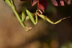 カマキリ