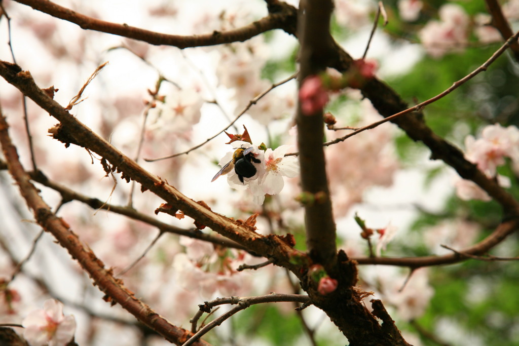 ハチと桜